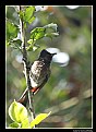 Picture Title - Red Vented Bulbul