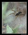 Picture Title - Spider