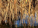 Picture Title - Ripples in a Stream