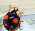 Picture Title - Black Ladybug
