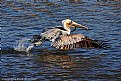 Picture Title - Brwn Pelican