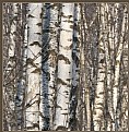 Picture Title - Birches