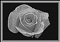 Picture Title - A Rose is Still a Rose