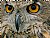 Eyes Of An Owl
