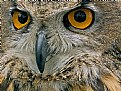 Picture Title - Eyes Of An Owl