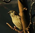 Picture Title - My favorite bird