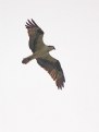 Picture Title - Hawk overhead