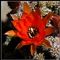 Picture Title - Cactus Flower