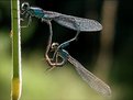 Picture Title - Couple of the Common Blue Damselfly, Enallagma cyathigerum (Charpentier, 1840)