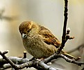 Picture Title - sparrow