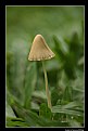 Picture Title - Mushroom