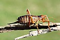 Picture Title - Weta