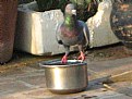 Picture Title - pigeon quenching thirst
