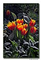 Picture Title - Spring Tulips (d5436)