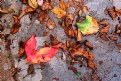 Picture Title - Autumn in Banyule #1