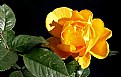 Picture Title - Yellow rose