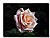Spring Rose (d5438)