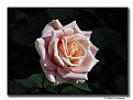 Picture Title - Spring Rose (d5438)