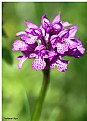 Picture Title - Orchid