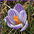 Picture Title - Crocus