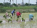 Picture Title - Indian women transplanting paddy