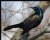 Common Grackle (Male)