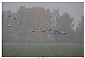 Picture Title - Snowstorm and Gray Cranes.