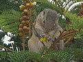 Picture Title - squirrel eating flowers
