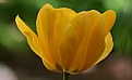 Picture Title - yellow tulip