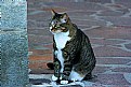 Picture Title - street cat