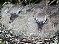 Picture Title - New Born Pidgeons