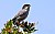 Sardinian warbler