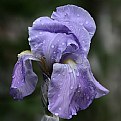 Picture Title - Iris