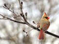 Picture Title - Spring Cardinal