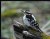 Downy Woodpecker