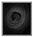 Picture Title - Feather