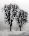 Picture Title - Two Trees