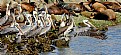 Picture Title - Launch......Brown Pelicans...