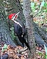 Picture Title - pileated woodpecker