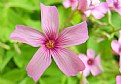 Picture Title - Spring Flower Macro