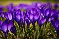 Picture Title - Crocuses