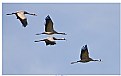 Picture Title - Gray Cranes (Grus Grus lat.)