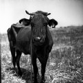 Picture Title - Cow