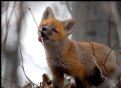 Picture Title - Kit (Red Fox)