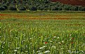 Picture Title - Poppy field-1