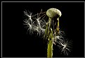 Picture Title - Dandelion