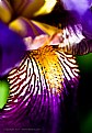 Picture Title - Iris