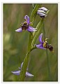 Picture Title - Torcal Orchid