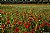 Poppy field-2