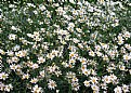 Picture Title - daisies